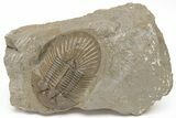 Scabriscutellum Trilobite With Axial Spines - Morocco #210735-2